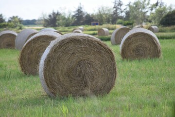 Selective focus shot of round hay bales in a field