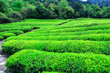 Green tea farm.