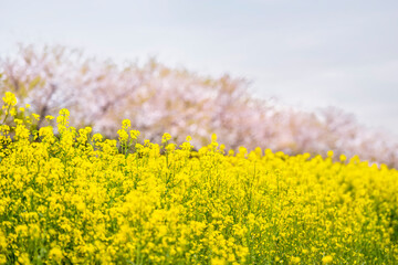 제주도 가시리. 녹산로 유채꽃과 벚꽃