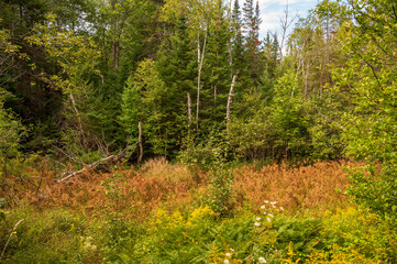 footpath in the woods