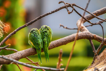 Two small amazon parrots on branch