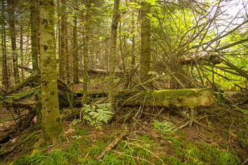 fallen trees in forest