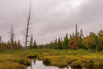 morning in the forest