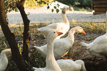 Flock of white geese graze on the lawn. Goose farm