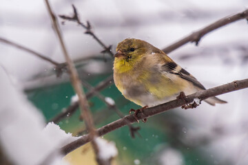 gold finch in winter on branch