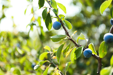 Tasty sloe berries on bush outdoors, closeup