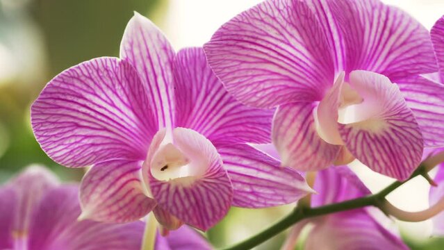 Closeup of purple dendrobium orchid flowers 
