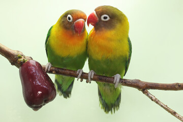 A pair of lovebirds are perched on a branch of a pink Malay apple tree. This bird which is used as a symbol of true love has the scientific name Agapornis fischeri.