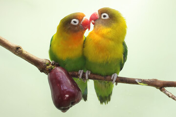 Obraz na płótnie Canvas A pair of lovebirds are perched on a branch of a pink Malay apple tree. This bird which is used as a symbol of true love has the scientific name Agapornis fischeri.