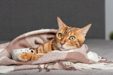 The cat lies and holds a cup of tea in its paws.