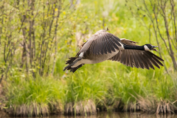Canada goose on a pond