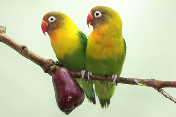 Plakat A pair of lovebirds are perched on a branch of a pink Malay apple tree. This bird which is used as a symbol of true love has the scientific name Agapornis fischeri.