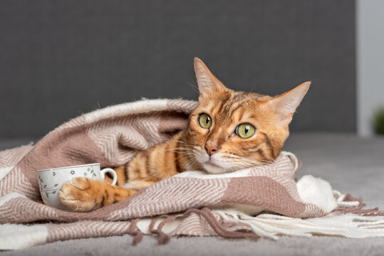 The cat lies and holds a cup of tea in its paws.