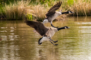 canada geese landing on a pond