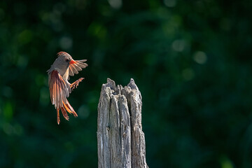 female cardinal landing on a post