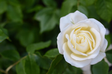 Beautiful white rose flower blooming outdoors, closeup. Space for text