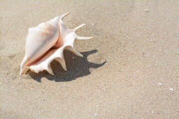 Fototapeta na wymiar Sandy beach with beautiful seashell on sunny day, space for text