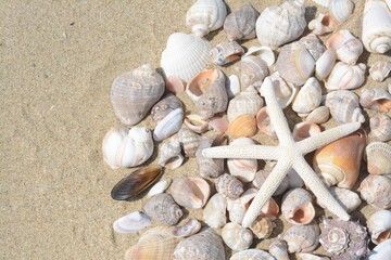 Beautiful starfish and sea shells on sand, flat lay