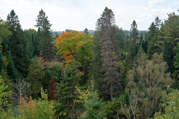 forest in autumn