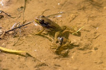 frog in water