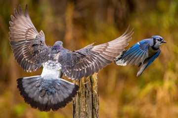 pigeon scaring a blue jay