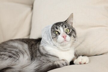 Cute cat with ear wrapped in medical bandage on sofa indoors