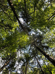 Blick nach oben im Mischwald im Sommer