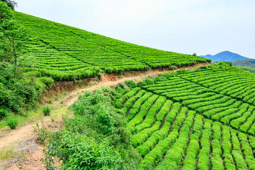 green, tea, 