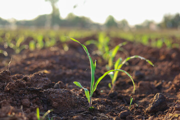 Planting corn seedlings on the ground and growing  Economic plants