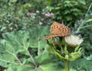 Schmetterling (Perlmuttfalter) auf einer Distel-Blüte