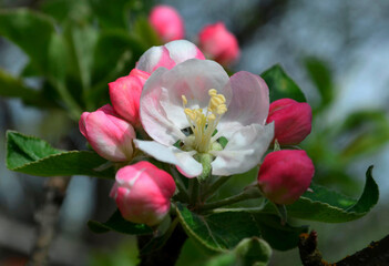 Fototapeta na wymiar Pink and white apple blossom