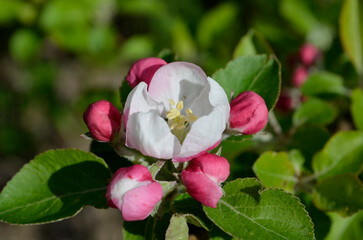 Pink and white apple blossom