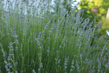 Many beautiful blooming lavender plants growing in field, closeup