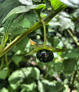 Schwarz gl&auml;nzende, giftige Tollkirsche (Atropa belladonna)