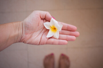 hand with chamomile