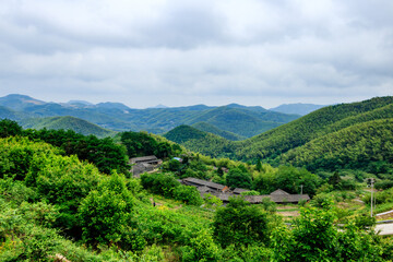 Bamboo forest scenery.