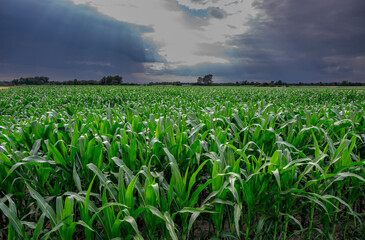 Dark thunderclouds and sunshine above a cornfield