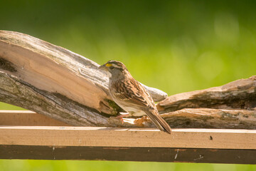 all photos are of nature taken in north Canada