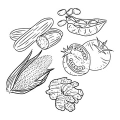 vector collection of fresh vegetables in hand drawn line art style