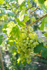 Close up of a grape in the garden