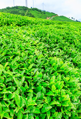 Fototapeta na wymiar tea plantation,