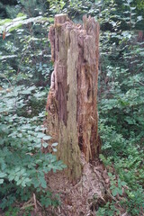Schöne Landschaft in Donau-Ries, Bayern