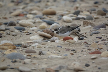 ringed plover (Charadrius hiaticula) stretching its legs having been resting on beach