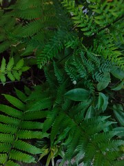 fern leaves