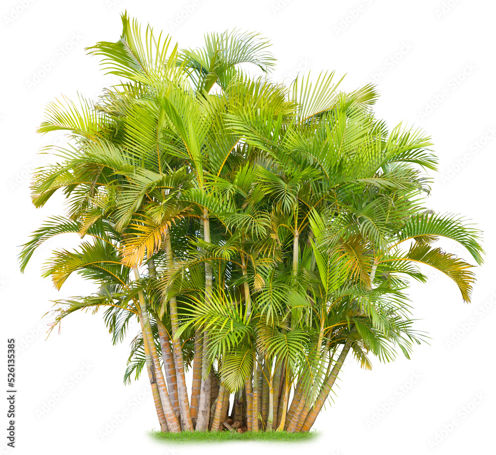 Poster areca palm