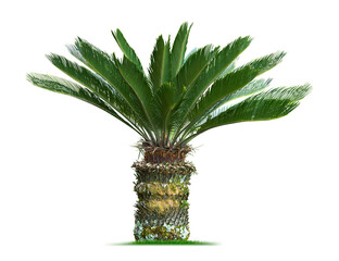 Cycas palm tree. PNG file.
