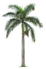 Palm tree. PNG file.