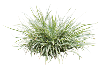 Variegata grass isolated on white background