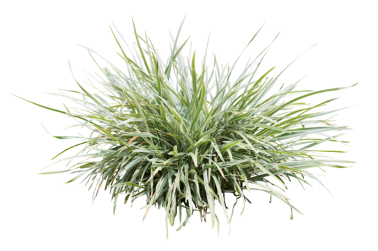 Variegata grass isolated on white background