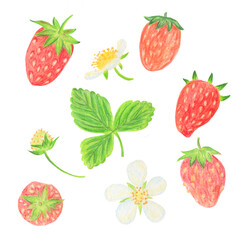 set of strawberries on a white background fruits, flowers and leaves, all stages of ripening. Juicy summer berries